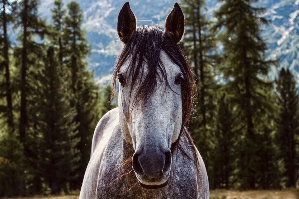 Tragischer Reitunfall Auf Ruegen 14 Jaehrige Von Grubber Ueberrollt Jpg.webp