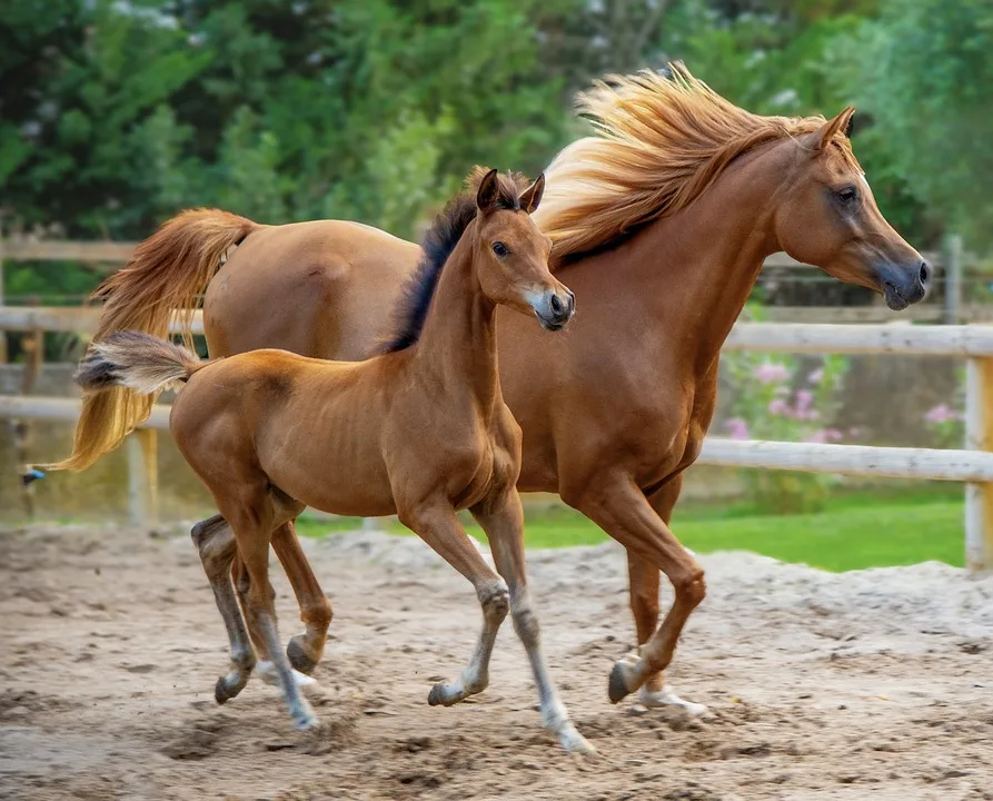 Tragischer Reitunfall Auf Ruegen 14 Jaehrige Wird Von Traktor Ueberrollt Jpg.webp