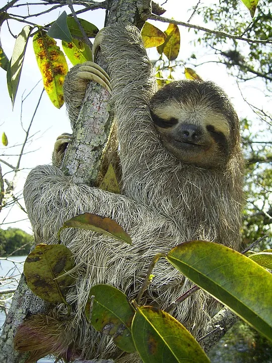 Trauer Im Krefelder Zoo Das Aelteste Faultier Jan Ist Verstorben Jpg.webp