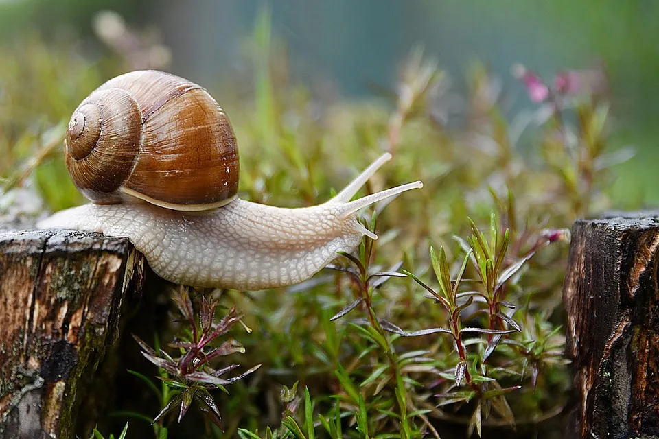 Ueberraschung In Otterfing Schnecke Verursacht Stromkasten Brand Jpg.webp