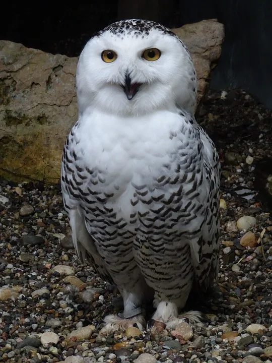 Vermisste Hedwig Goanta Hilfe Bei Der Suche In Neunkirchen Jpg.webp