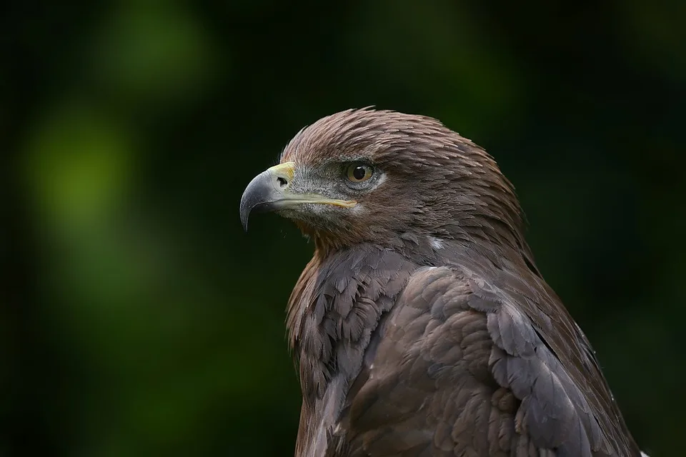 Vermisster Weisskopfseeadler Wer Hat „taylor Swift Gesehen Jpg.webp