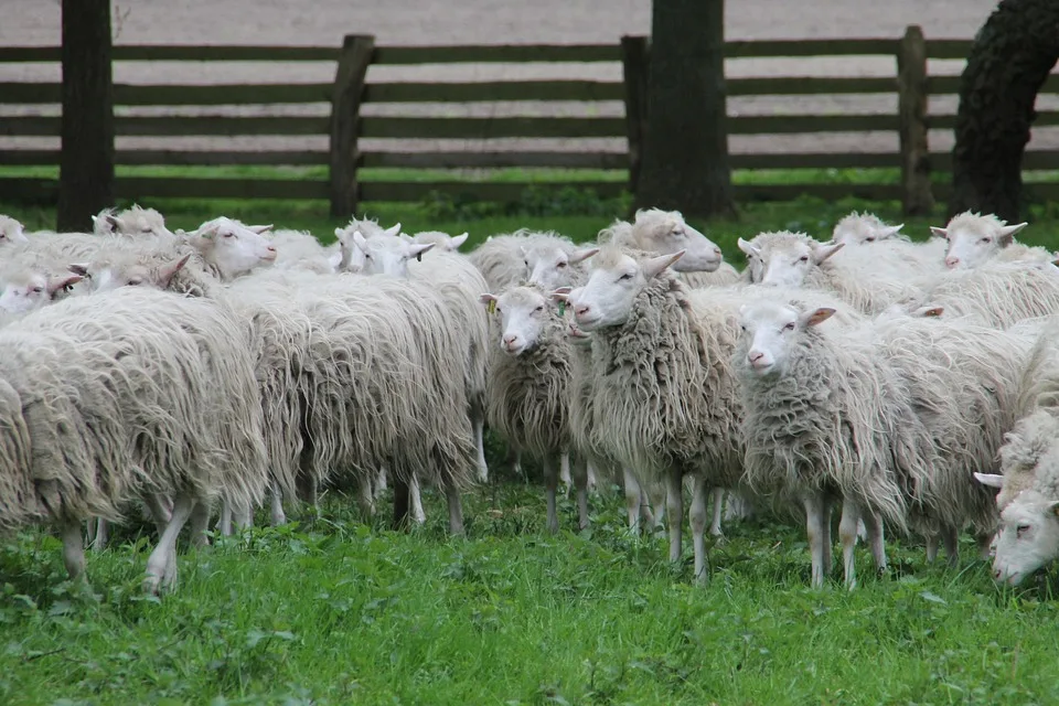 Vfl Wildeshausen Schlaegt Carum Tangemann Glaenzt Mit Doppelschlag Jpg.webp