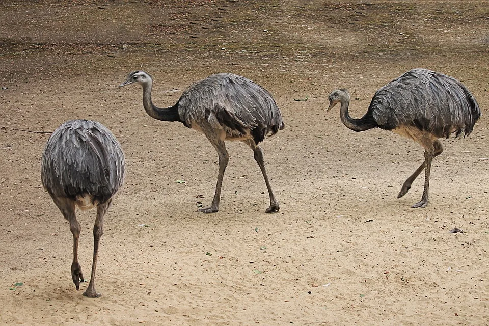 Vogelsberg Entlaufener Nandu Sorgt Fuer Aufruhr Und Verkehrshinweise Jpg.webp