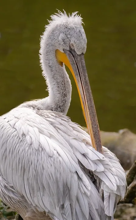 Vogelschiessen Im Herzen Von Hamm Bossendorf Live Uebertragung Vom Schuetzenverein Jpg.webp