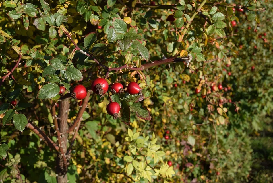 Waermeplanung In Rheinland Pfalz Regionale Potenziale Nachhaltig Nutzen Jpg.webp