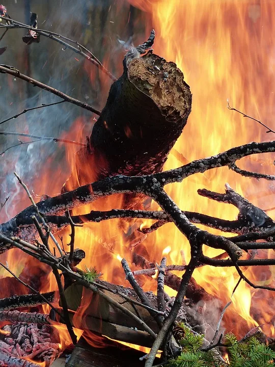 Waldbrand Bei Tropical Islands Feuerwehr Einsatz Erfolgreich Abgeschlossen Jpg.webp