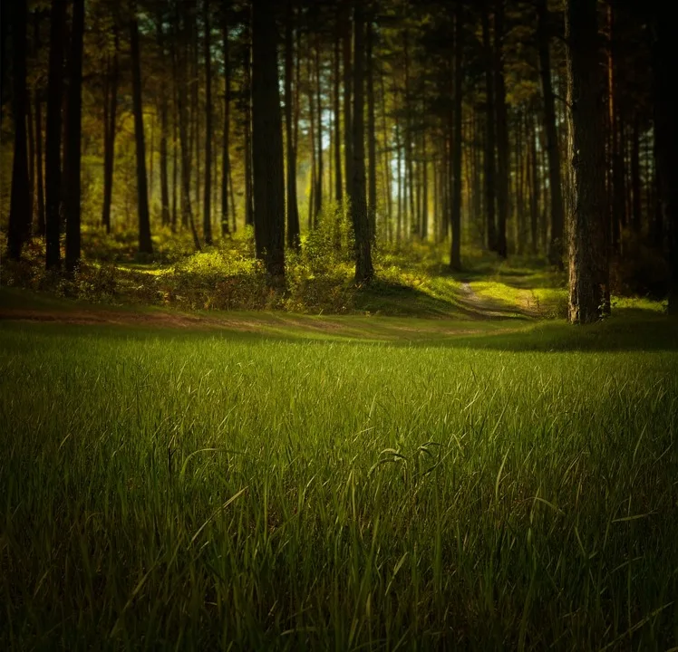 Waldbrandgefahr In Deutschland Studie Warnt Vor Alarmierenden Veraenderungen Jpg.webp