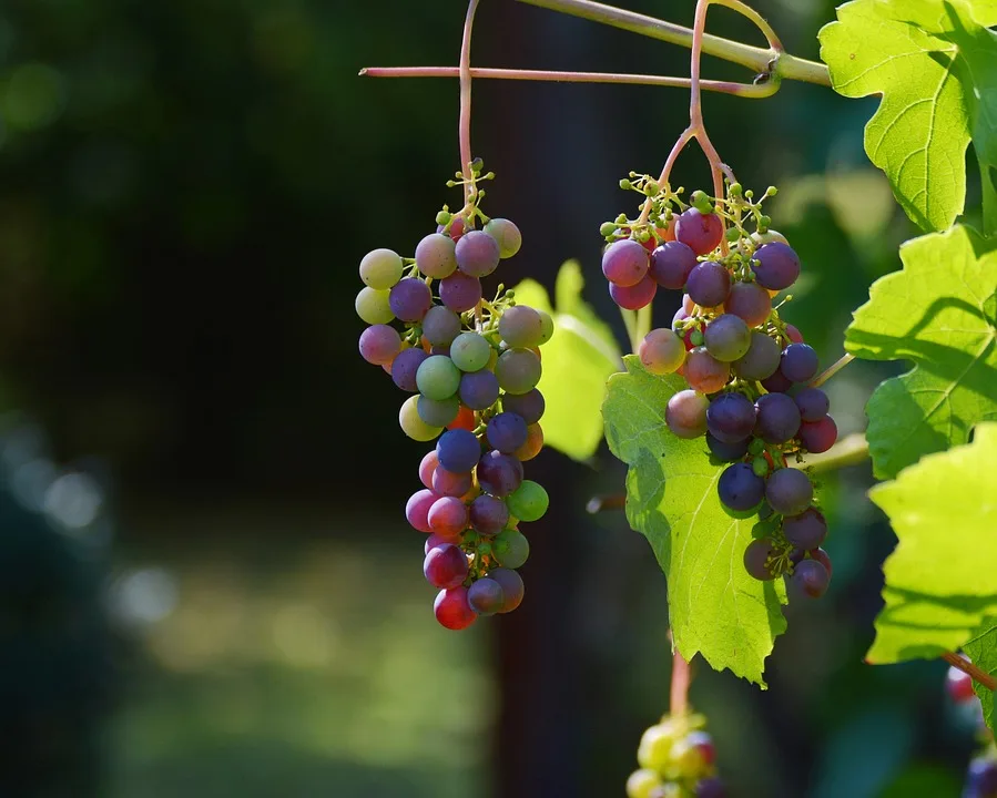 Weinwanderung In Hohenhaslach Natur Erleben Und Geniessen Jpg.webp