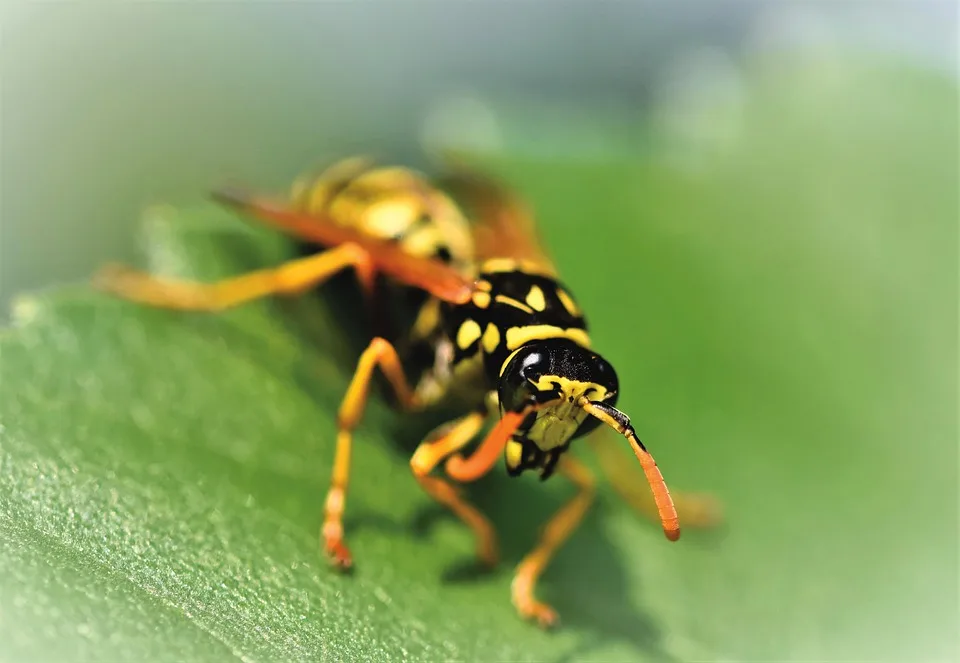 Weniger Wespen Im Sommer Wetter Bedroht Die Insektenpopulation Jpg.webp