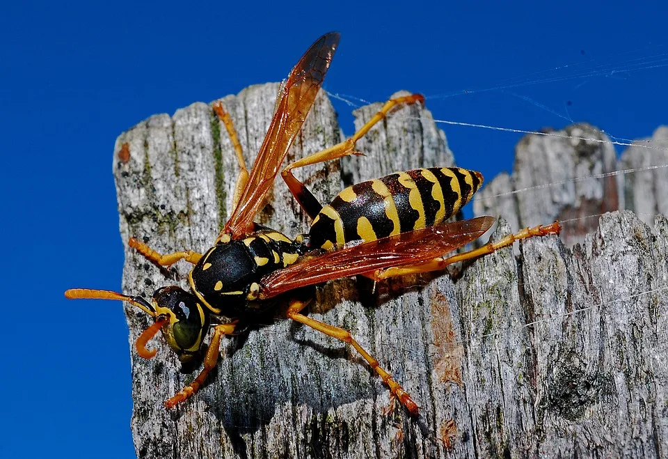 Wespennest In Den Bergen Wanderin Erlebt Allergischen Schock In Tirol 1 Jpg.webp