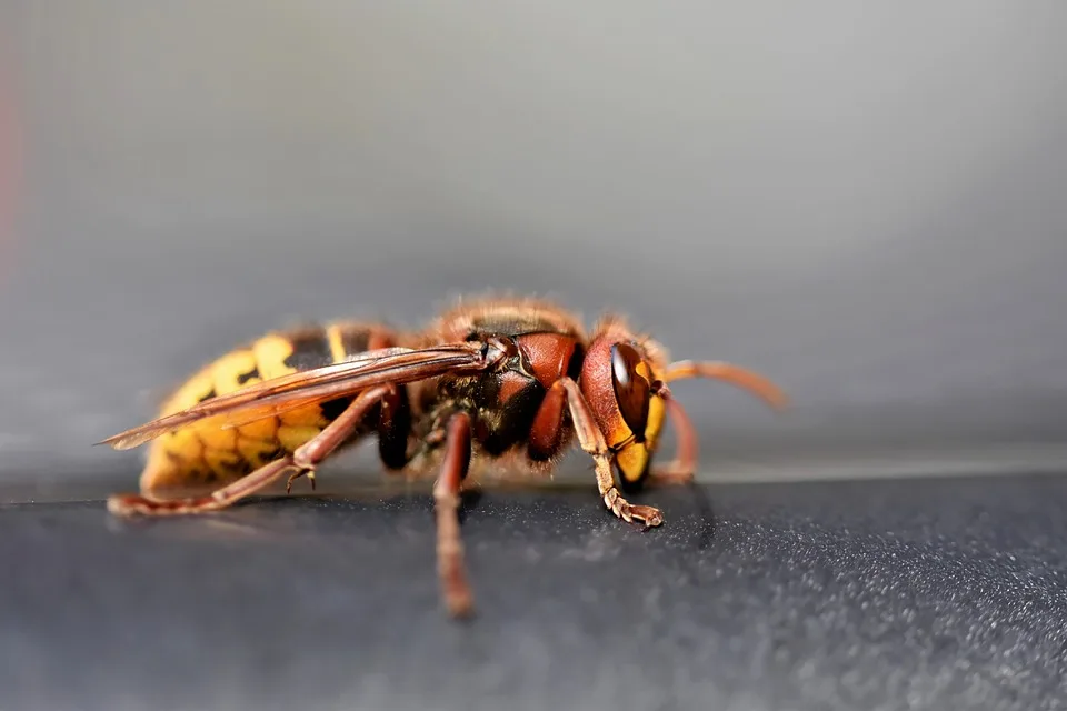 Wespensicht Allergischer Schock Bei Wanderin In Mayrhofen Jpg.webp