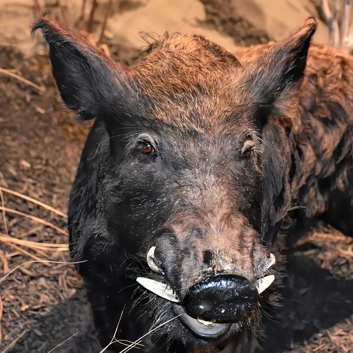 Wildschwein Macht Einen Sprung Ins Kuehle Nass In Lambrecht Jpg.webp