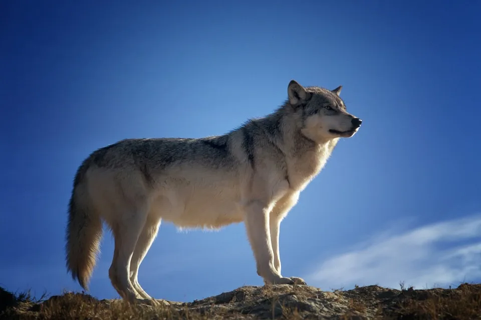 Wolf Im Maerkischen Kreis Erstes Rudel Im Ebbegebirge Bestaetigt Jpg.webp