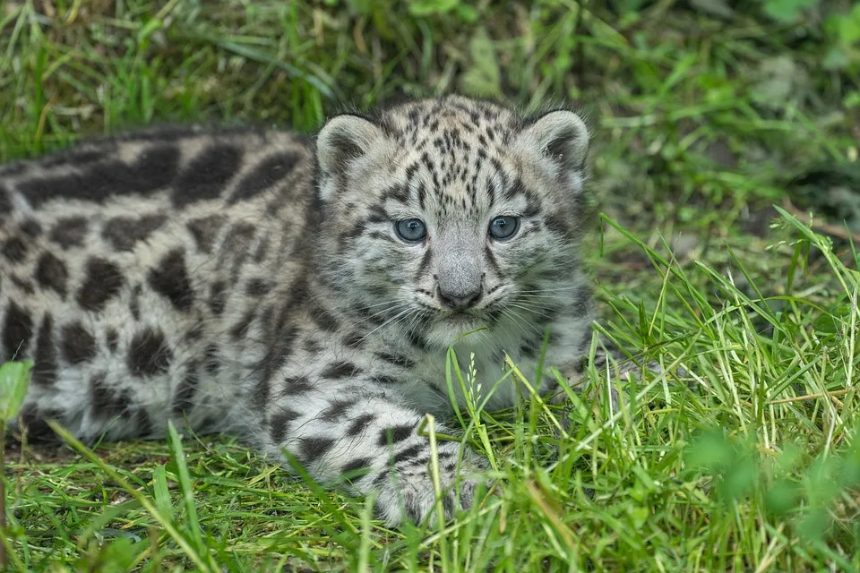 Zoo Berlin Meng Meng Erwartet Zwillinge – Ein Streit Um Jpg.webp