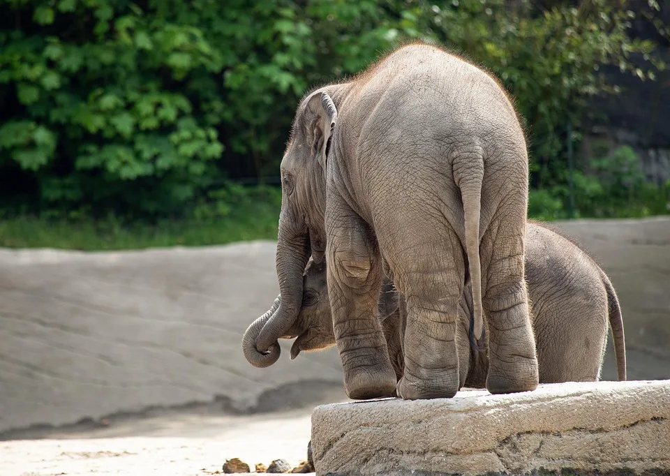 Zooparkfest In Erfurt Banjoko Feiert Mit Musik Und Tierischen Highlights Jpg.webp