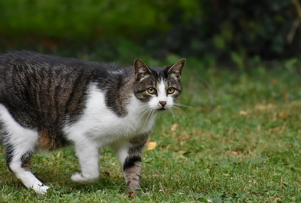 Zugelaufen Und Wiedergefunden Kater Carlos Ist Ein Treuer Polizeibesucher Jpg.webp