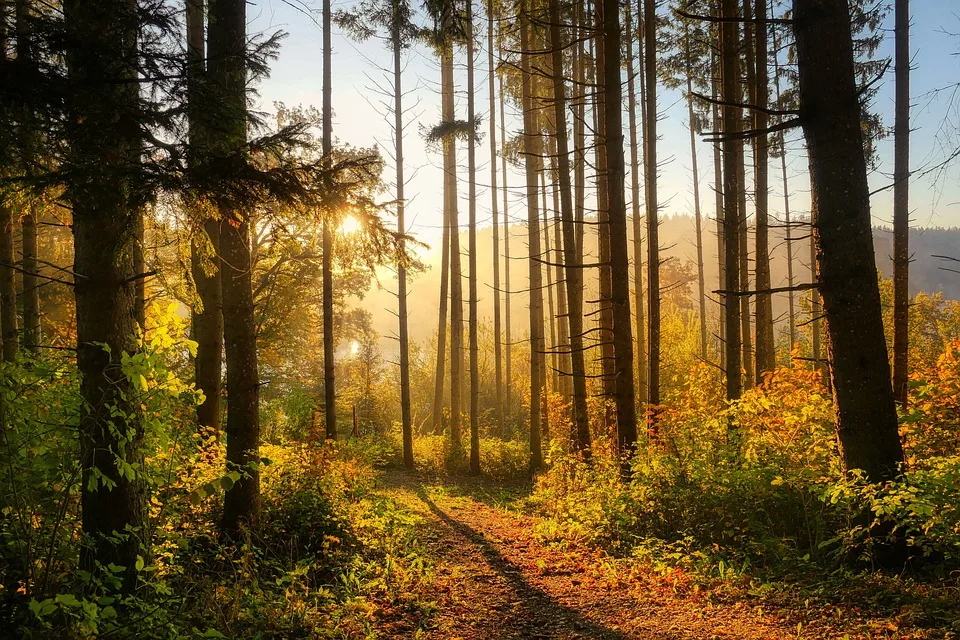 Zukunft Der Bergwerkswald Siedlung Nutzungsverbote Und Raeumungen Stehen An Jpg.webp