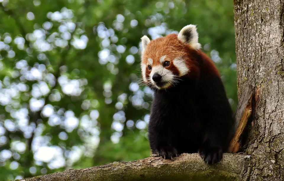 Zwei Neugeborene Pandas Im Berliner Zoo Hoffnung Fuer Die Art Jpg.webp