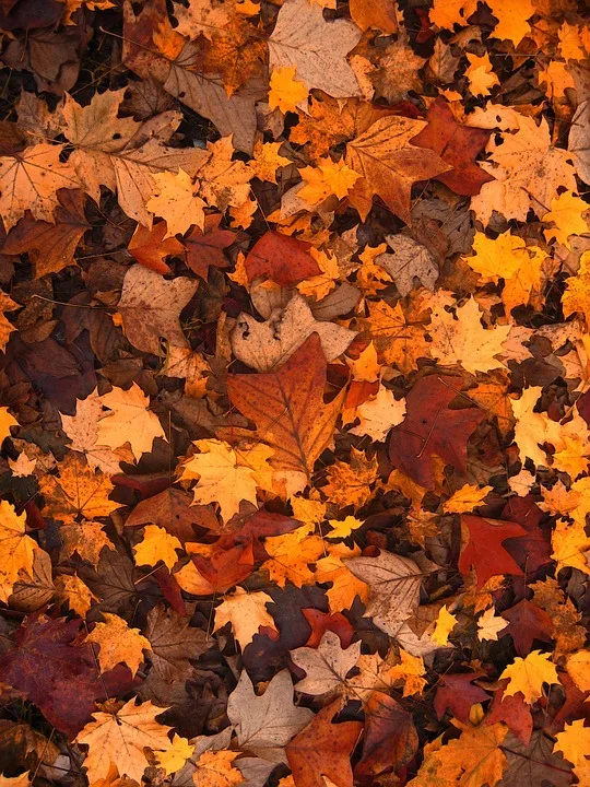 Autumn 111315 960 720 Jpg.webp