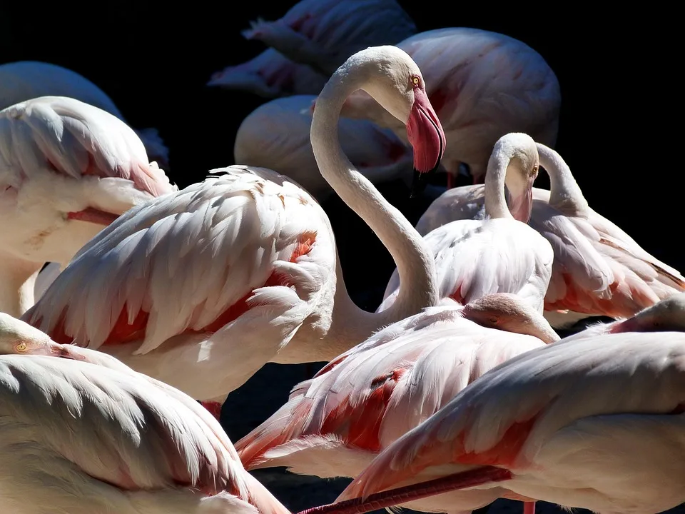 Flamingos 1476306 960 720 Jpg.webp