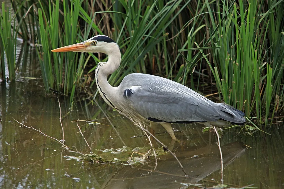 Grey Heron 1103056 960 720 Jpg.webp