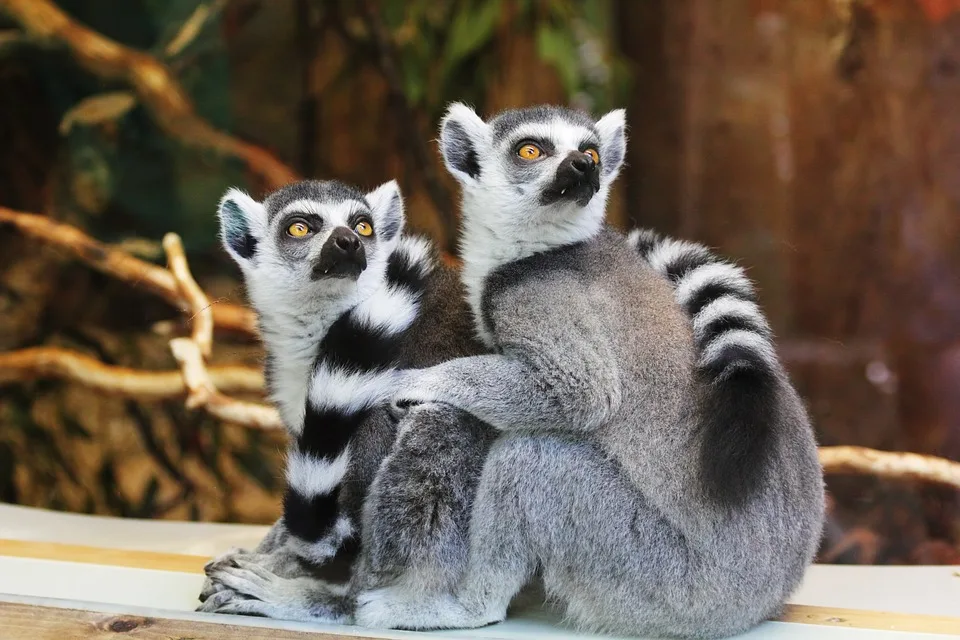 Lemurs 1010643 960 720 Jpg.webp