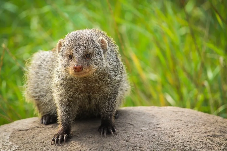 Mongoose 7942222 960 720 Jpg.webp