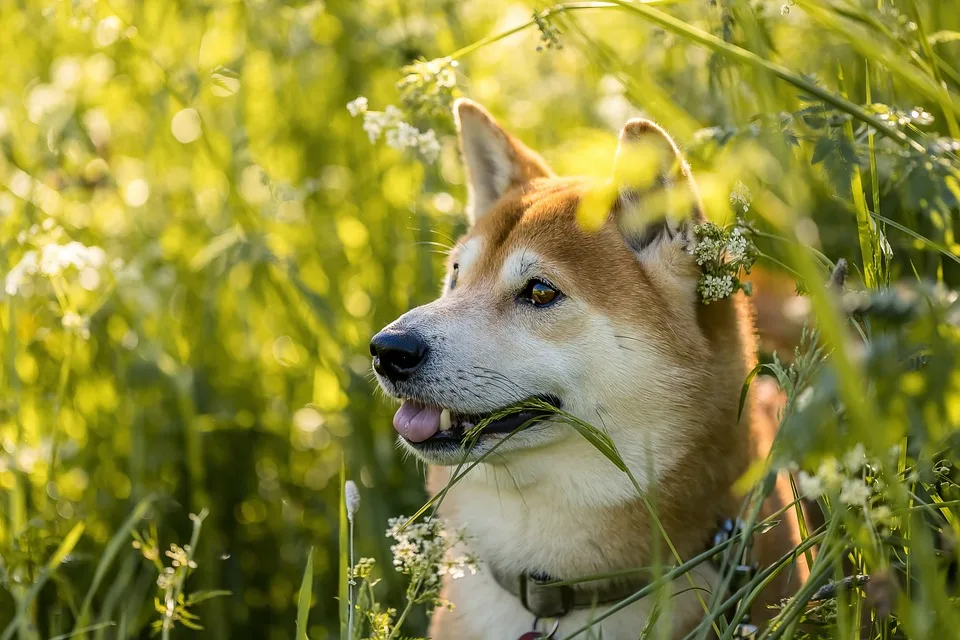 Shiba 6292660 960 720 Jpg.webp