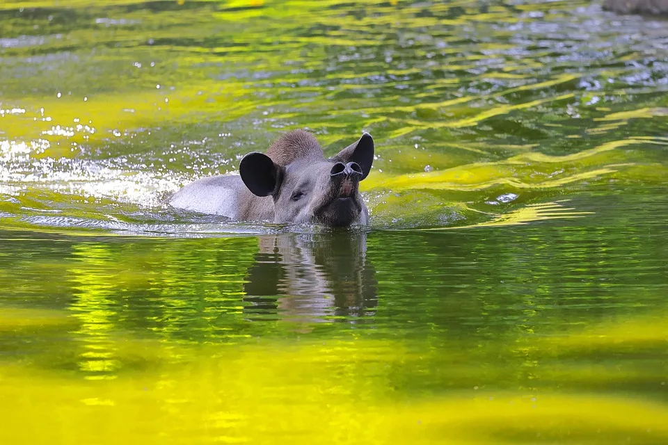 South American Tapir 7310735 960 720 Jpg.webp