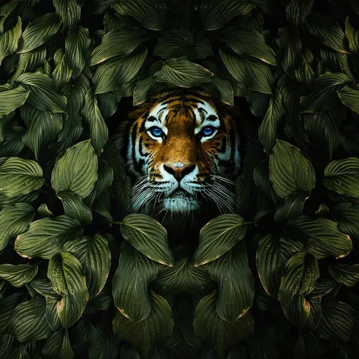 Tiger 8436227 960 720 Jpg.webp