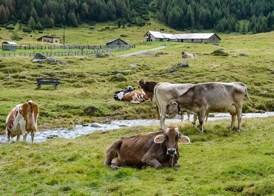 „ein Morgen Auf Der Three Paws Farm Alpakas Und Abenteuer Jpg.webp