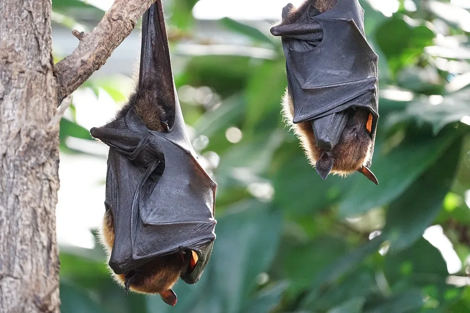 „erlebe Die Faszinierende Welt Der Fledermaeuse Bei Der Batnight In Jpg.webp