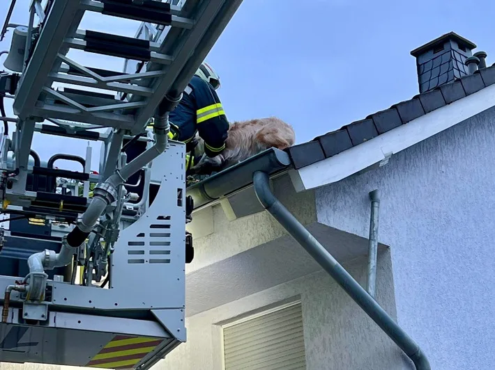 „feuerwehr Im Einsatz Hund Gerettet Und Verkehrsunfall Gesichert Jpeg.webp