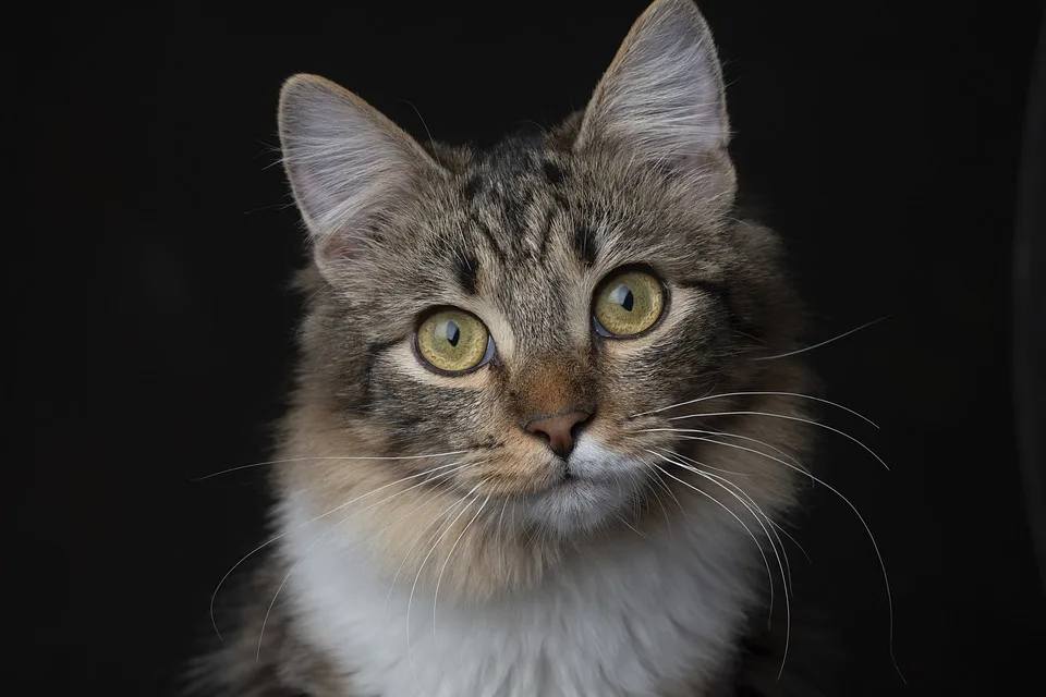 „schwarzer Schatten Maxel Kater Sucht Geduldige Familie Im Tierheim Jpg.webp