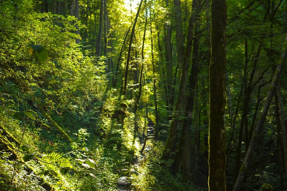 „wutachschlucht Entdecken Sie Den Groessten Canyon Deutschlands Im Suedwesten Jpg.webp