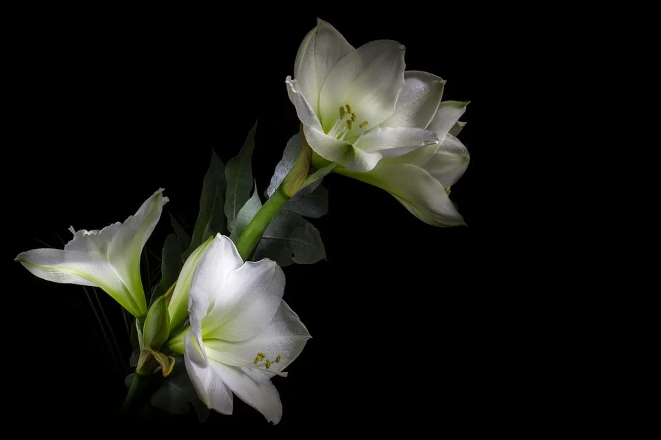 Amaryllis Richtig Pflegen Tipps Fuer Eine Zweite Bluete Im Winter Jpg.webp