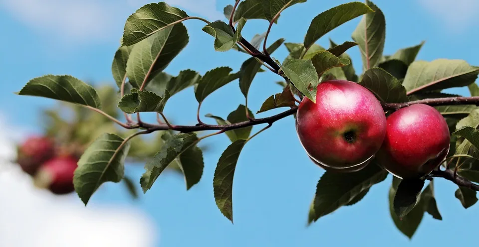 Apple Intelligence Neue Sprachen Doch Kein Deutsch Fuer Die Eu Nutzer Jpg.webp