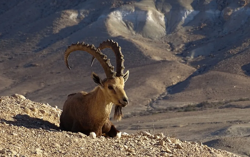 Baerbock In Israel Hoffnung Auf Fortschritt Im Gazakonflikt Jpg.webp