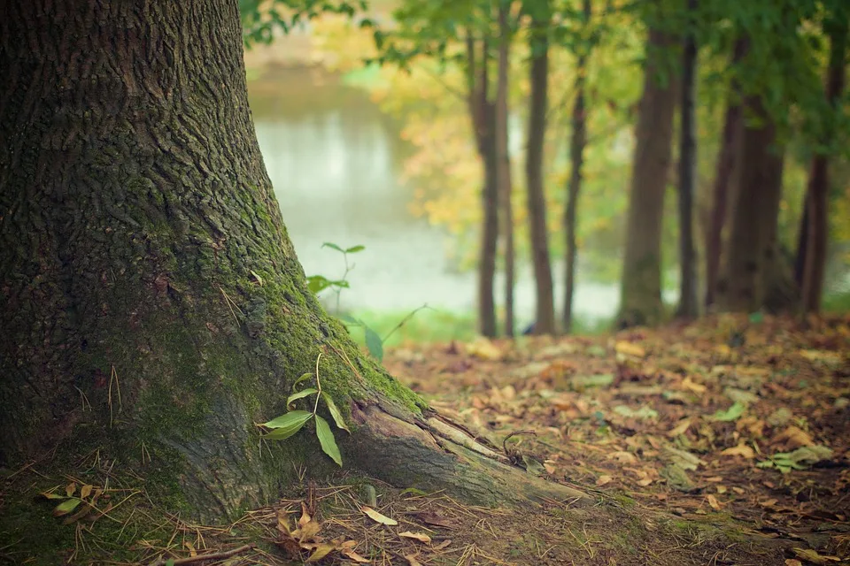 Baumfaellung An Der Fraenkischen Saale Vorbereitungen Fuer Paddler Starten Jpg.webp