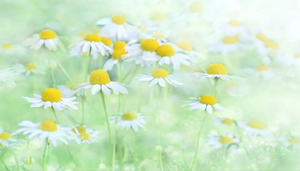 Bunte Akzente In Osterholz Scharmbeck 90 Neue Blumenampeln Schmuecken Die Stadt Jpg.webp