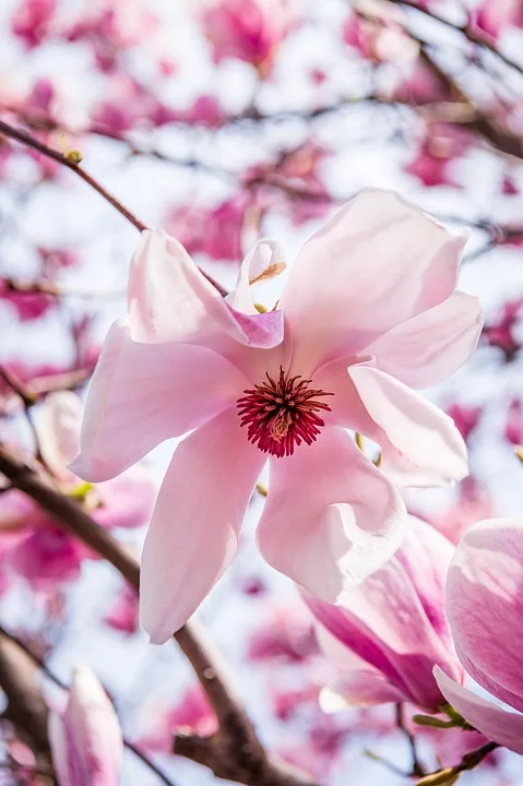 Ein Bluehendes Paradies Bei Kitzingen Sigrid Paravacs Blumen Oase Jpg.webp