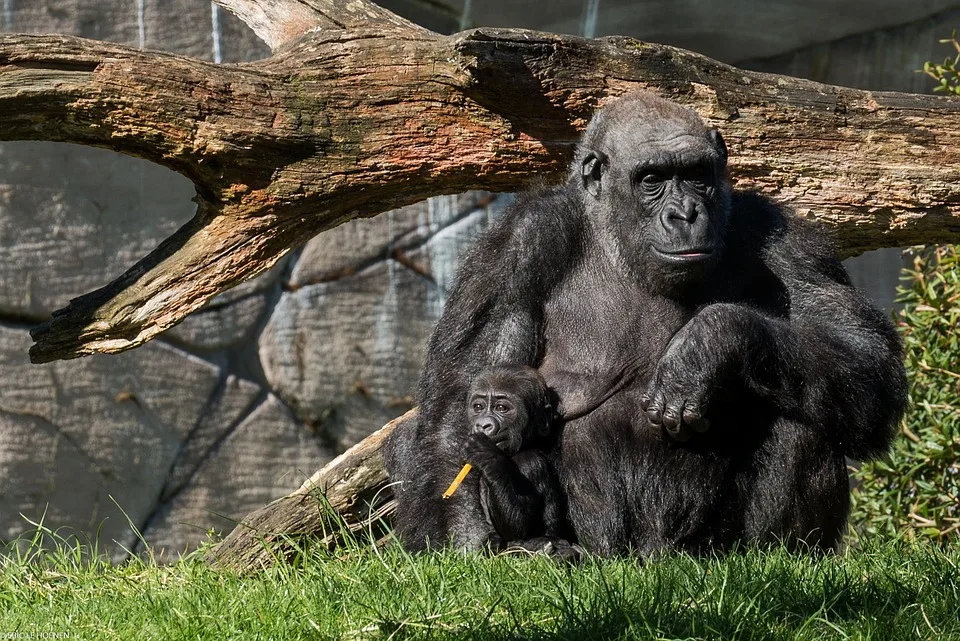 Ein Letzter Wunsch Im Zoo Hannover Christine Umgeben Von Liebsten Jpg.webp