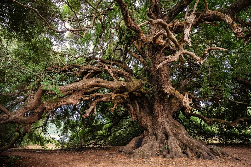 Einheitsbuddeln 2024 Schleswig Holstein Pflanzt Baeume Fuer Den Klimaschutz Jpg.webp