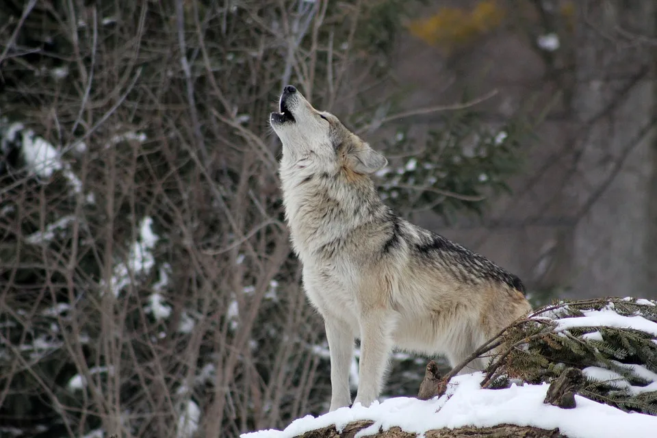 Falscher Wolf Getoetet Debatte Um Wolfsabschuss In Bayern Entfacht Erneut Jpg.webp