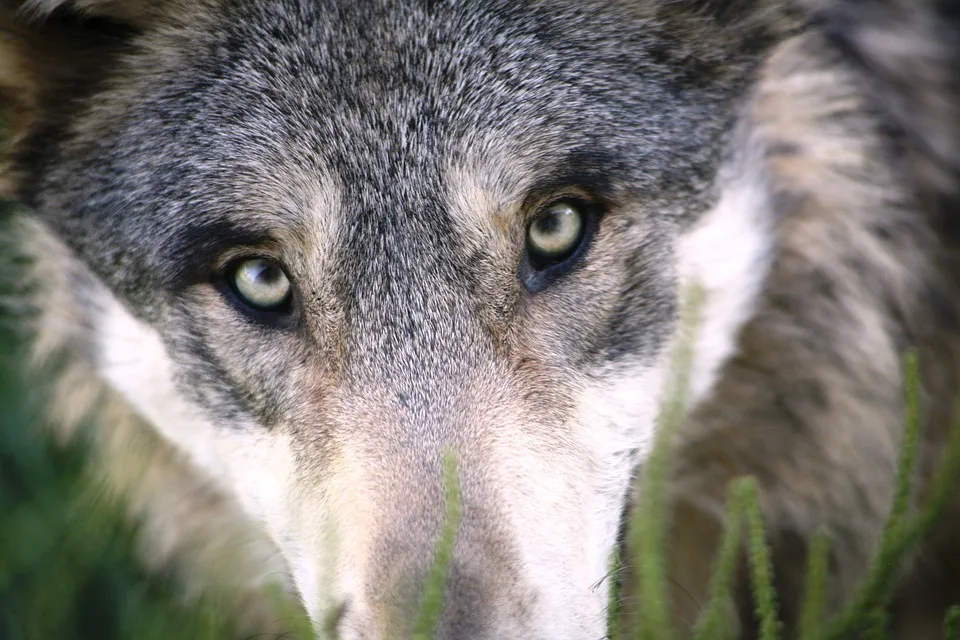 Fehlabschuss In Der Rhoen Falsche Woelfin Trifft Den Streit Um Jpg.webp