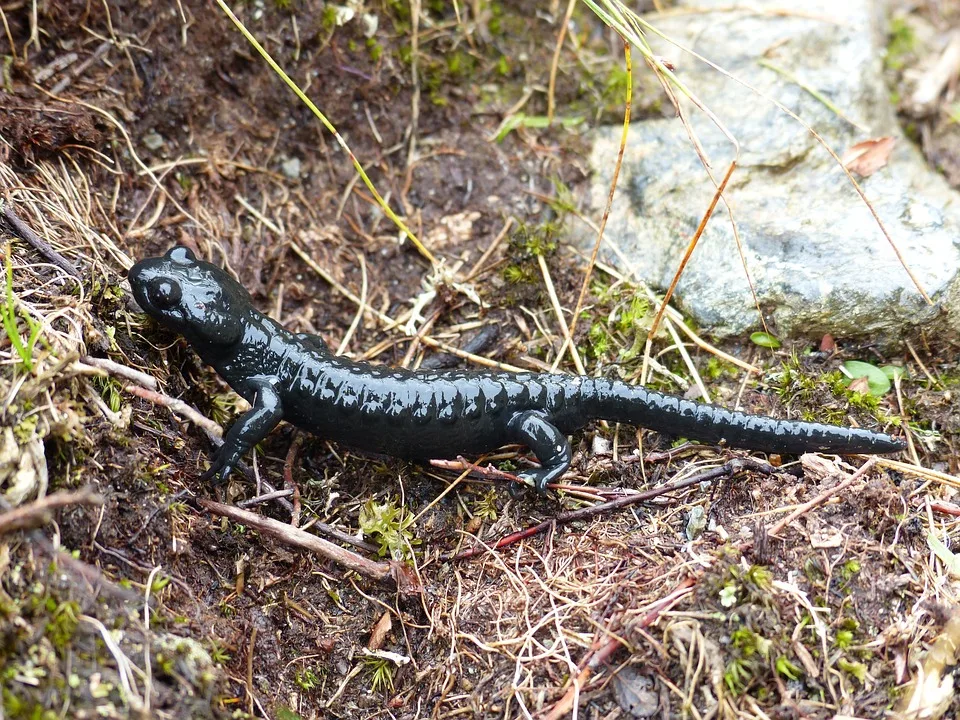 Feuersalamander Findet Zuflucht Milseburgtunnel Als Neues Winterquartier Jpg.webp