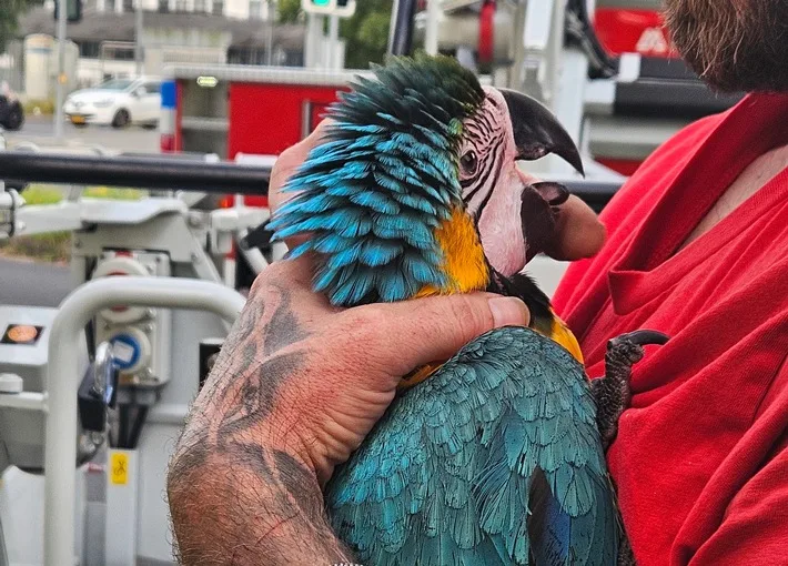 Feuerwehr Rettet Papagei Sissi Aus Baum Dramatische Tierrettung In Kleve Jpeg.webp