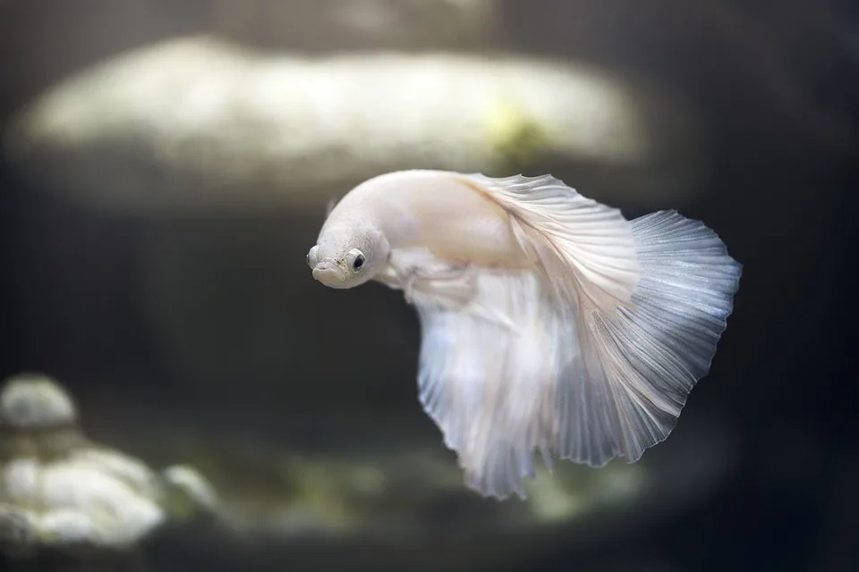 Fischsterben In Ostfriesland Sechs Tonnen Tote Und Riesenwelse Entdeckt Jpg.webp