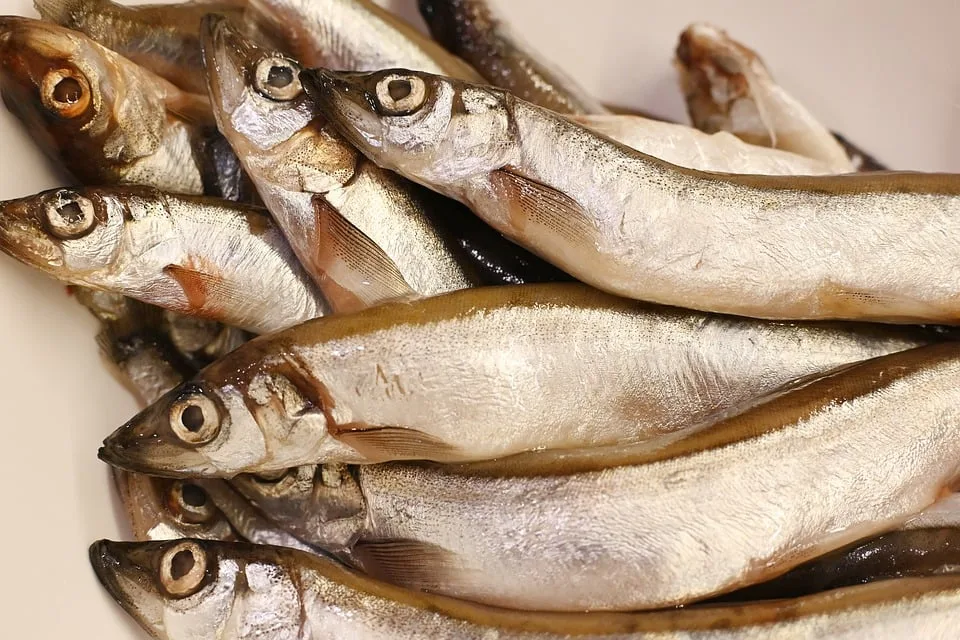 Fischsterben In Ostfriesland Sechs Tonnen Tote Fische Geborgen Jpg.webp